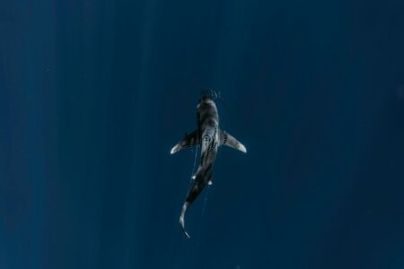 Why Deep Sea Research Vessels Are Using AI for Species Classification Deep sea research equipment with cameras and lights exploring dark ocean depths