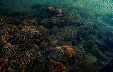 Why Marine Protected Areas Are Using Acoustic Monitoring for Fish Populations Vibrant coral reef ecosystem with fish swimming among colorful corals in clear blue water