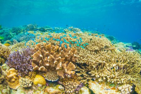 Why Marine Biologists Are Using Underwater Drones for Coral Restoration Vibrant coral reef ecosystem with colorful marine life underwater