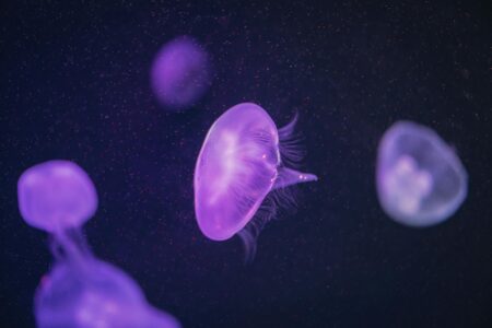 How Marine Biology Labs Use Machine Learning for Jellyfish Population Tracking Translucent jellyfish swimming in blue ocean water with trailing tentacles