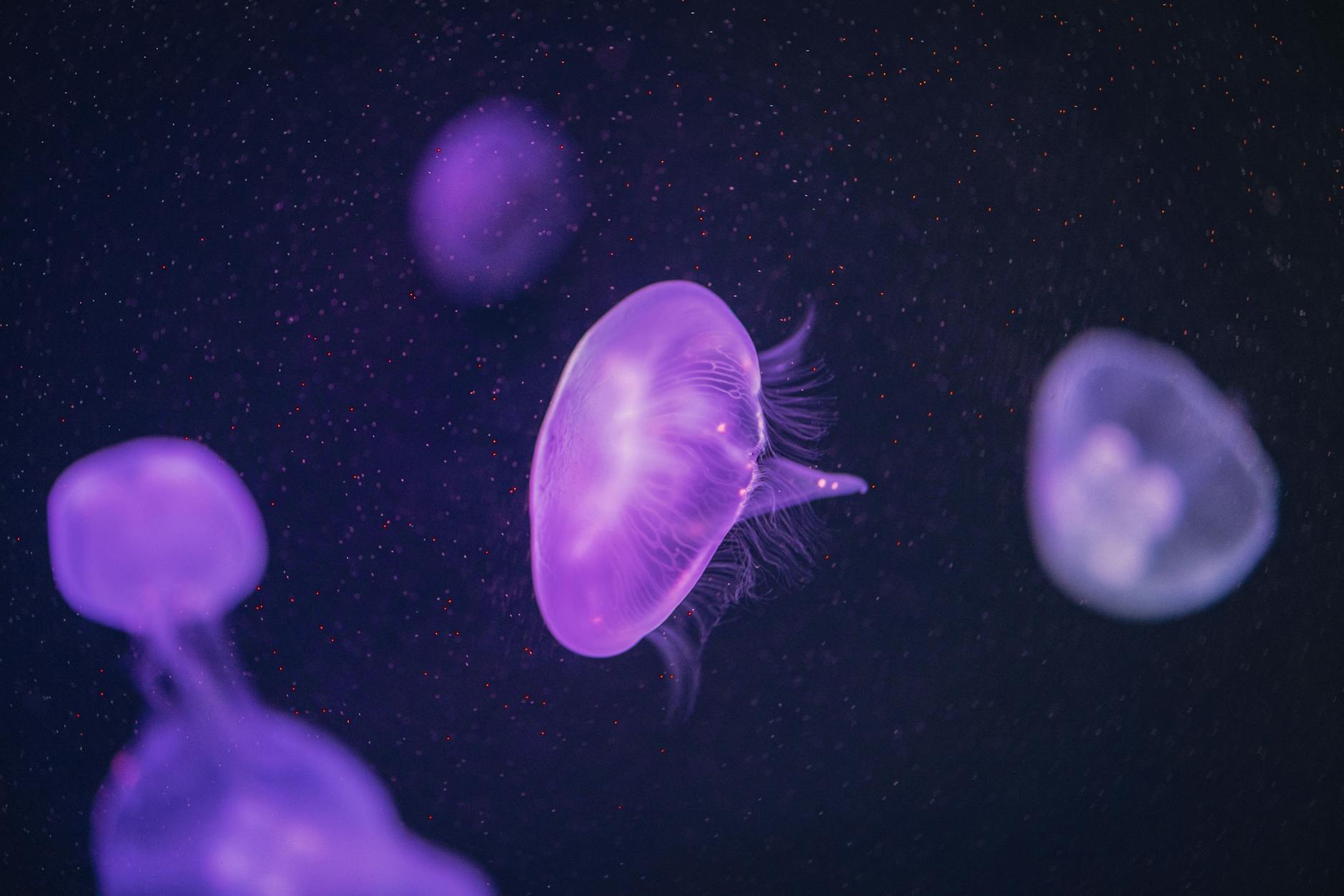 Translucent jellyfish swimming in blue ocean water with trailing tentacles