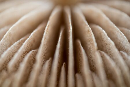How Lab-Grown Leather From Mushroom Roots Is Replacing Animal Hides Close-up view of mushroom showing natural texture and organic structure