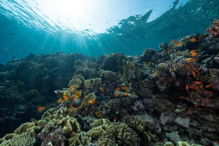 Why Marine Biologists Are Using Underwater Drones for Coral Restoration Projects Vibrant coral reef ecosystem showing the natural underwater environment where restoration efforts take place