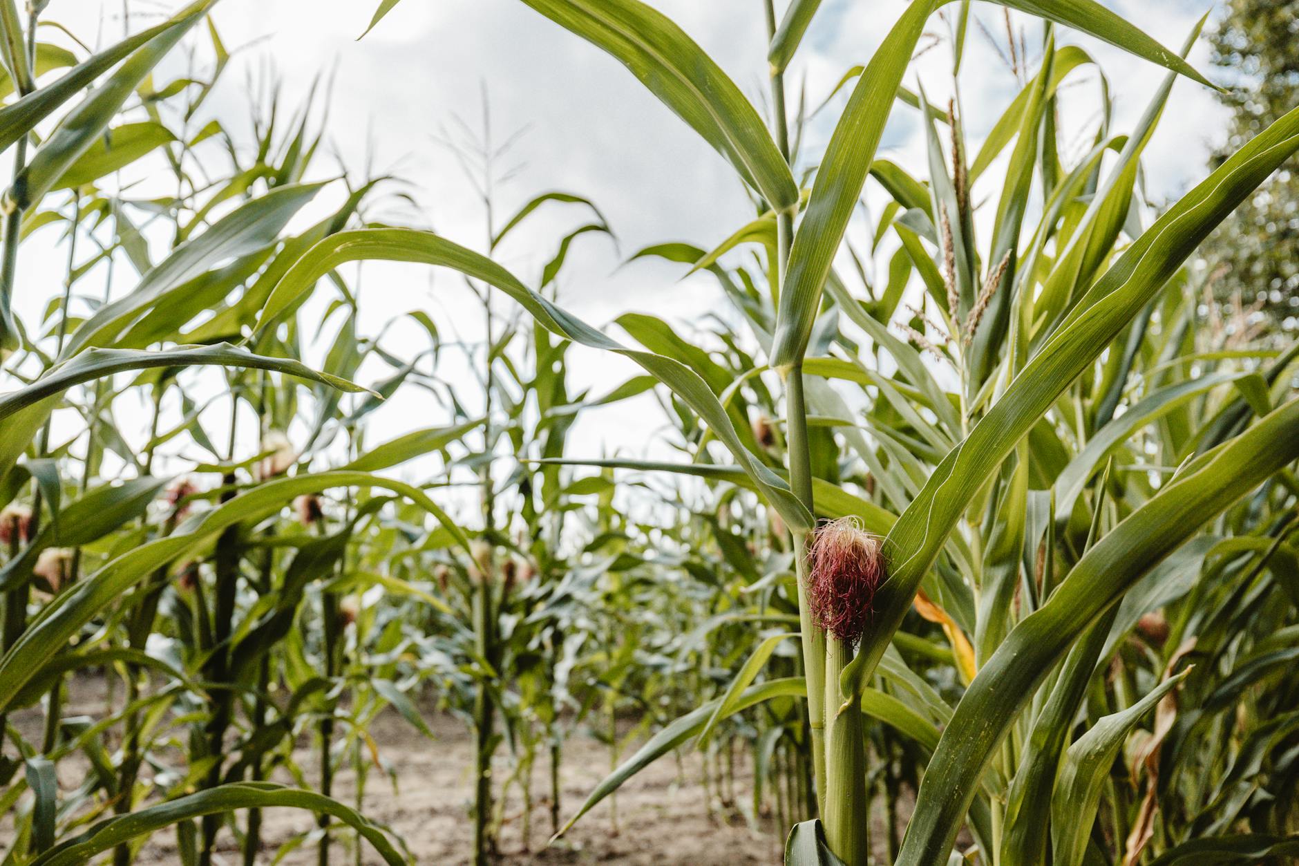 Green corn crops growing in agricultural field under blue sky