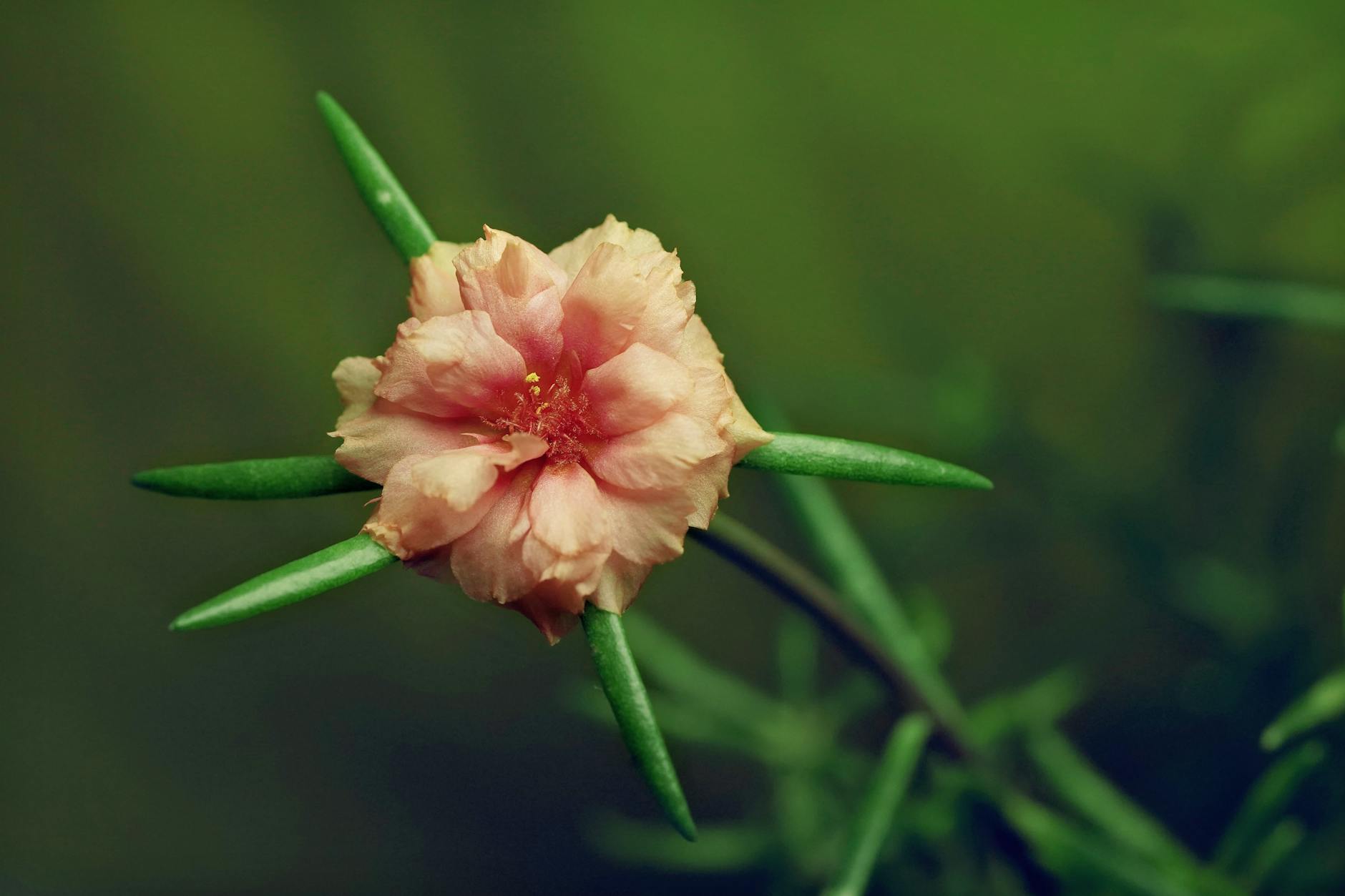 Detailed macro photograph of flower petals showing intricate textures and patterns visible through close-up photography