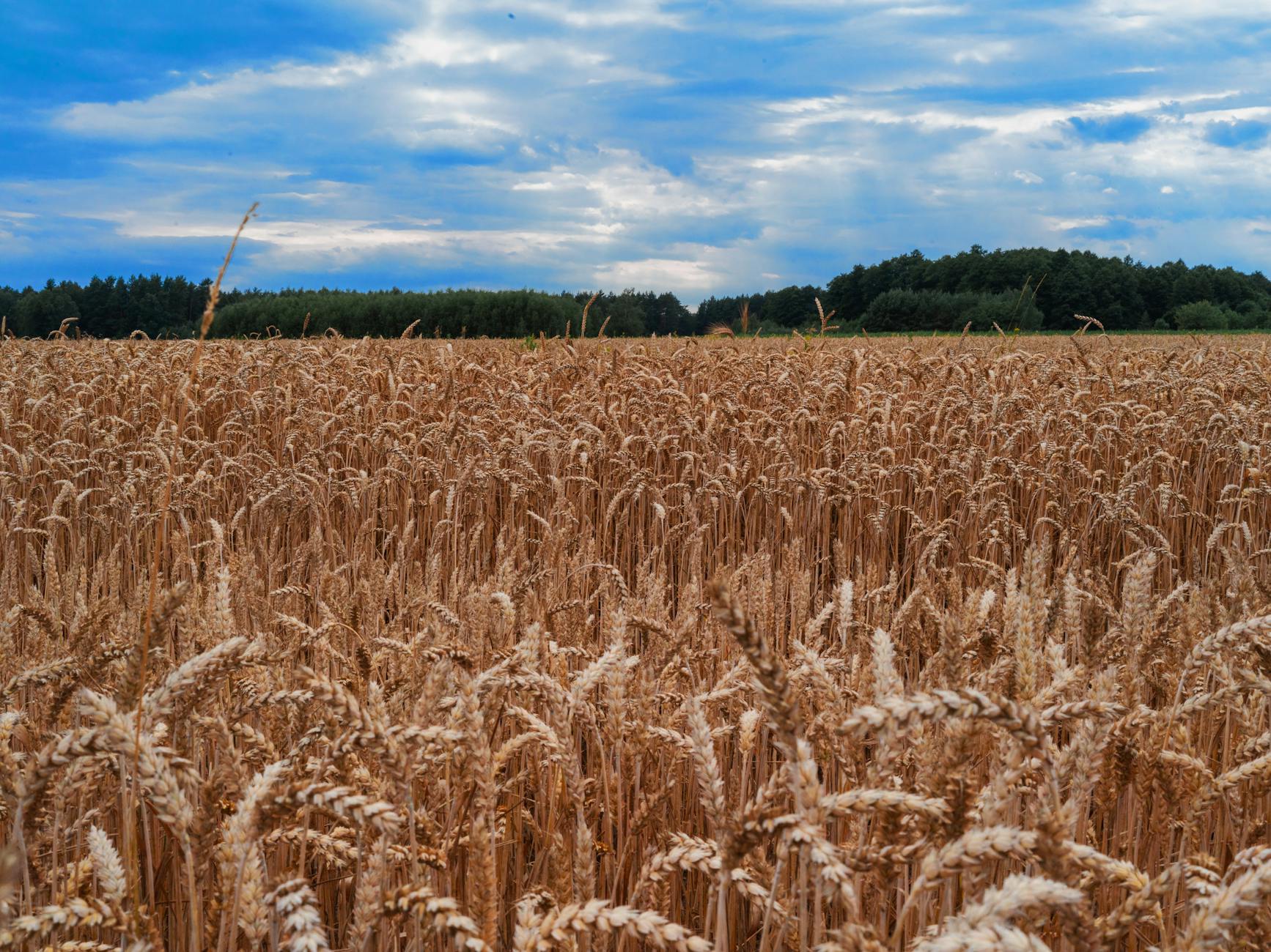 Drought-stressed wheat field showing contrast between healthy and struggling crops