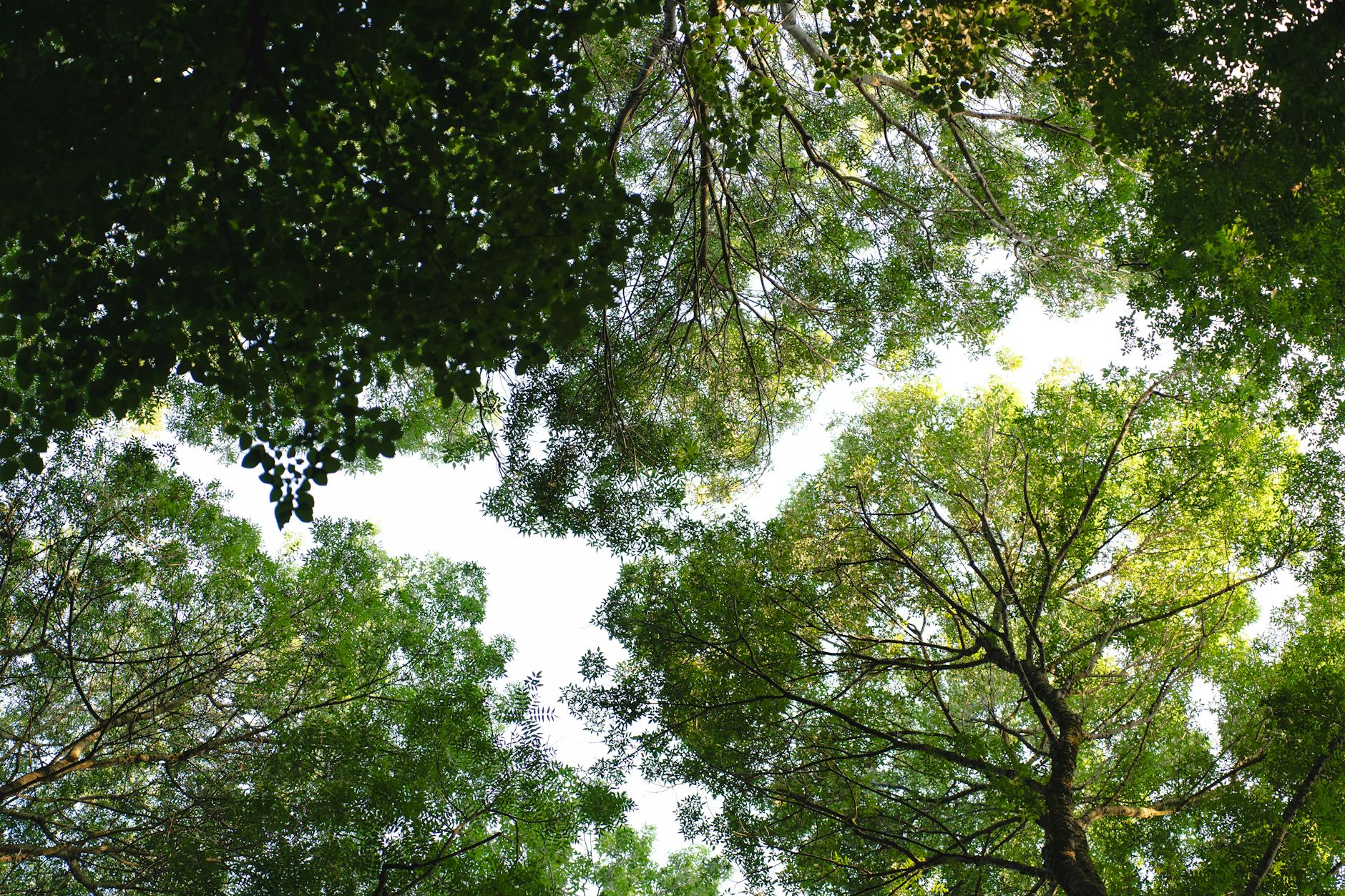 Dense forest canopy representing traditional timber sources that lab-grown alternatives could help preserve