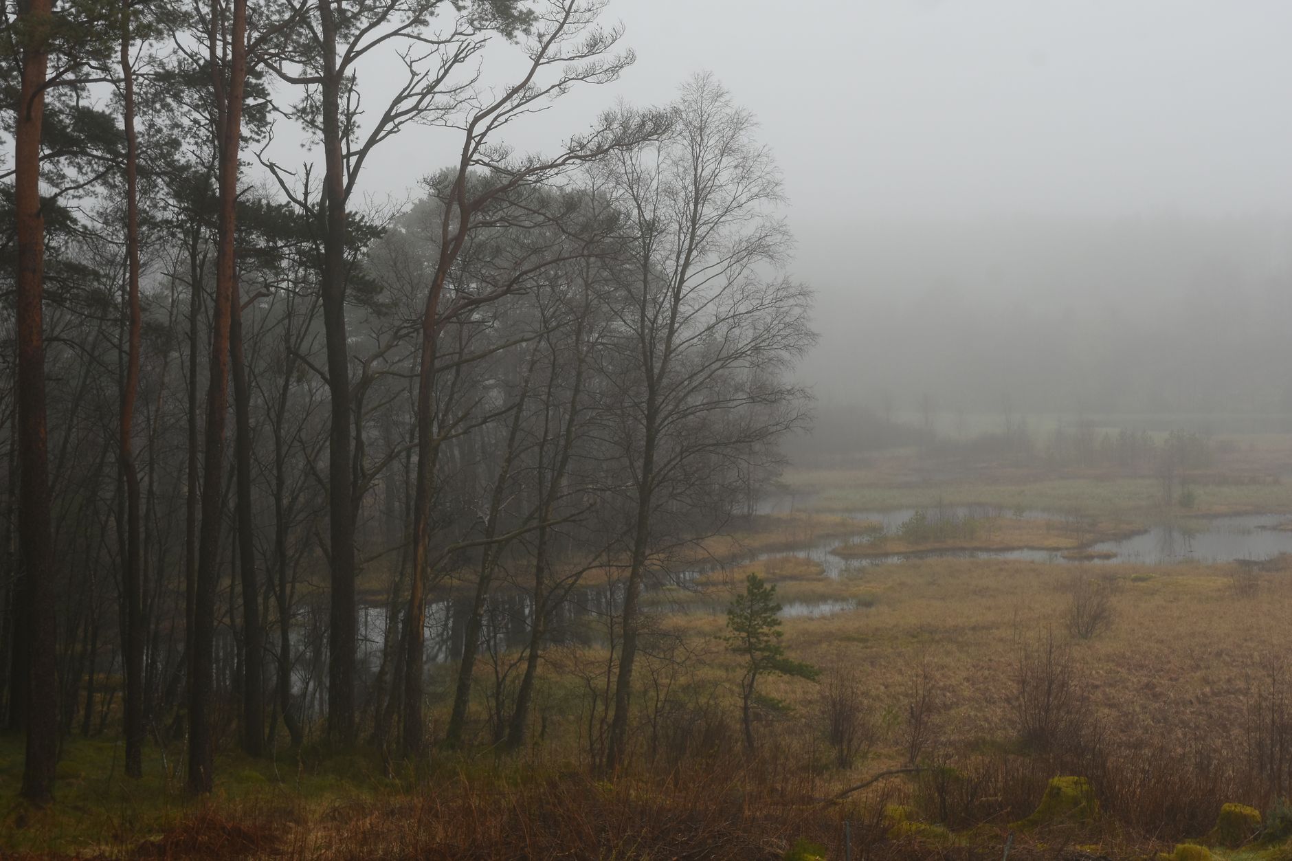 A foggy swamp landscape at dusk, evoking the atmospheric setting of Hunt Showdown's Louisiana bayou environment