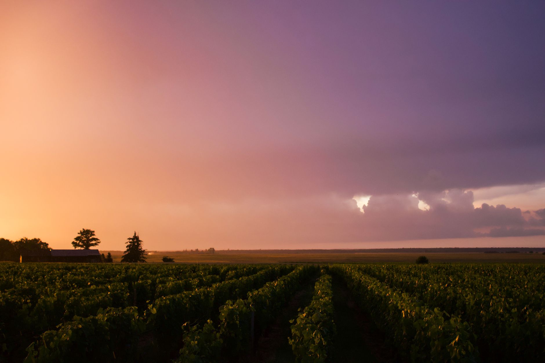 A sun-drenched vineyard at sunset, evoking the aesthetic of Toussaint from Blood and Wine