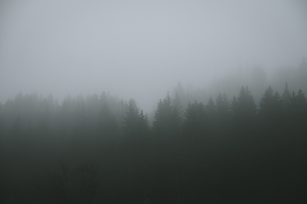 Dense fog hanging low over a dark forest, evoking horror game atmosphere