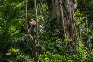 Nintendo’s Donkey Kong Bananza Launch Is Cooling Tropical Freeze Replays Colorful jungle environment reminiscent of classic platformer game aesthetics
