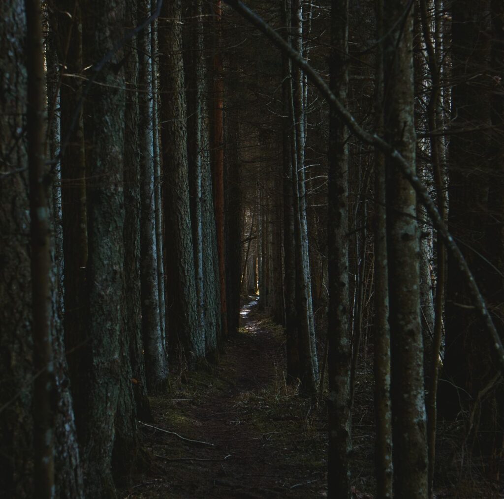 A dark, overgrown forest path suggesting tension and anticipation