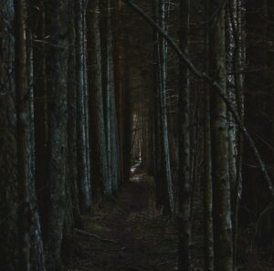 Naughty Dog’s The Last of Us 3 Silence Is Reviving Part II Runs A dark, overgrown forest path suggesting tension and anticipation