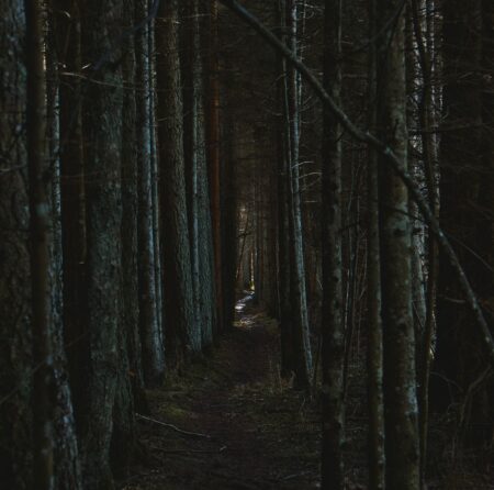 Naughty Dog’s The Last of Us 3 Silence Is Reviving Part II Runs A dark, overgrown forest path suggesting tension and anticipation