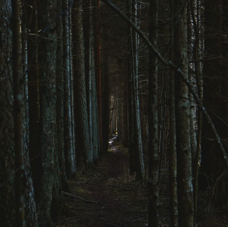Naughty Dog’s The Last of Us 3 Silence Is Reviving Part II Runs A dark, overgrown forest path suggesting tension and anticipation