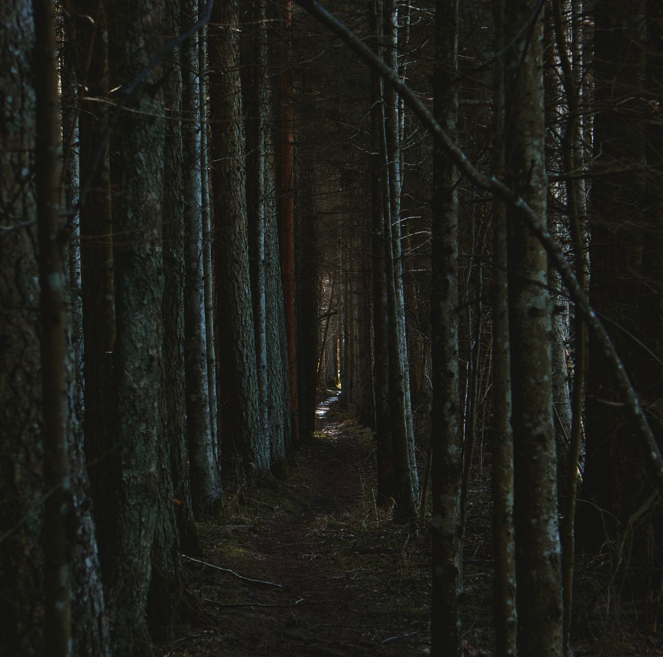 A dark, overgrown forest path suggesting tension and anticipation