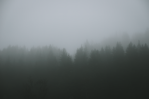 Konami’s Silent Hill 2 Remake Buzz Is Cooling Homecoming Revisits Dense fog hanging low over a dark forest, evoking horror game atmosphere