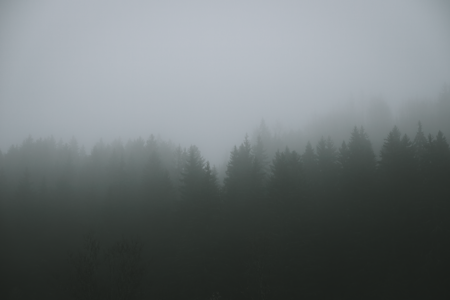 Konami’s Silent Hill 2 Remake Buzz Is Cooling Homecoming Revisits Dense fog hanging low over a dark forest, evoking horror game atmosphere