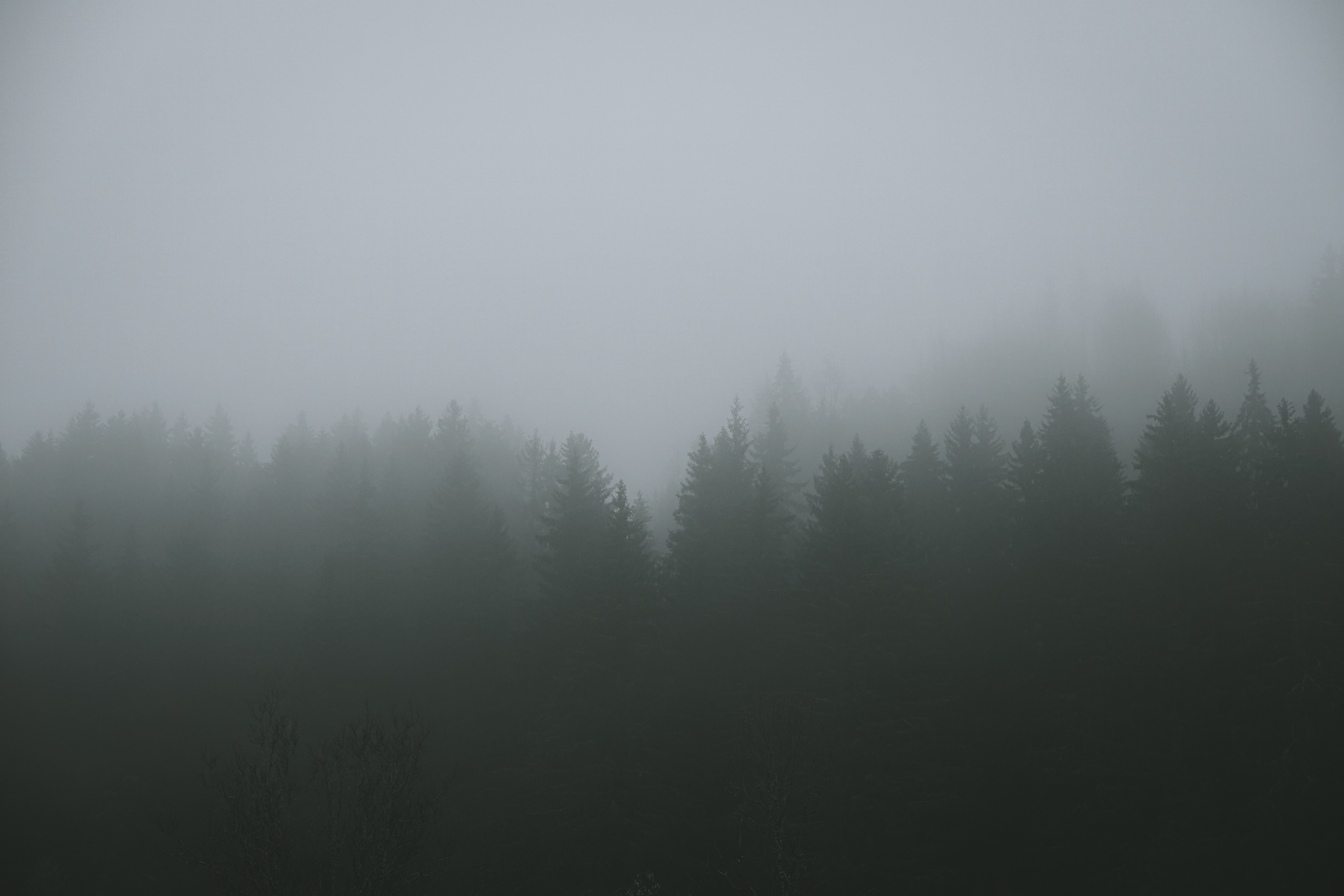 Dense fog hanging low over a dark forest, evoking horror game atmosphere
