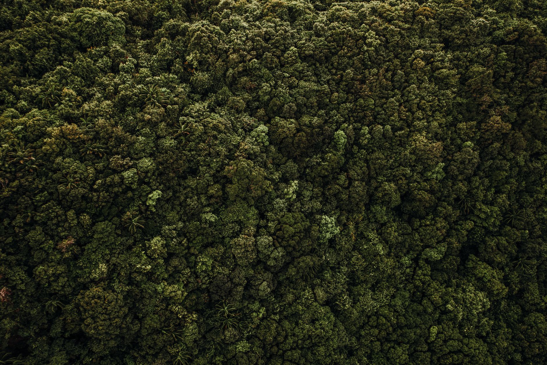 Looking up through a dense tree canopy, similar to the Shady Canopy zone in Grounded
