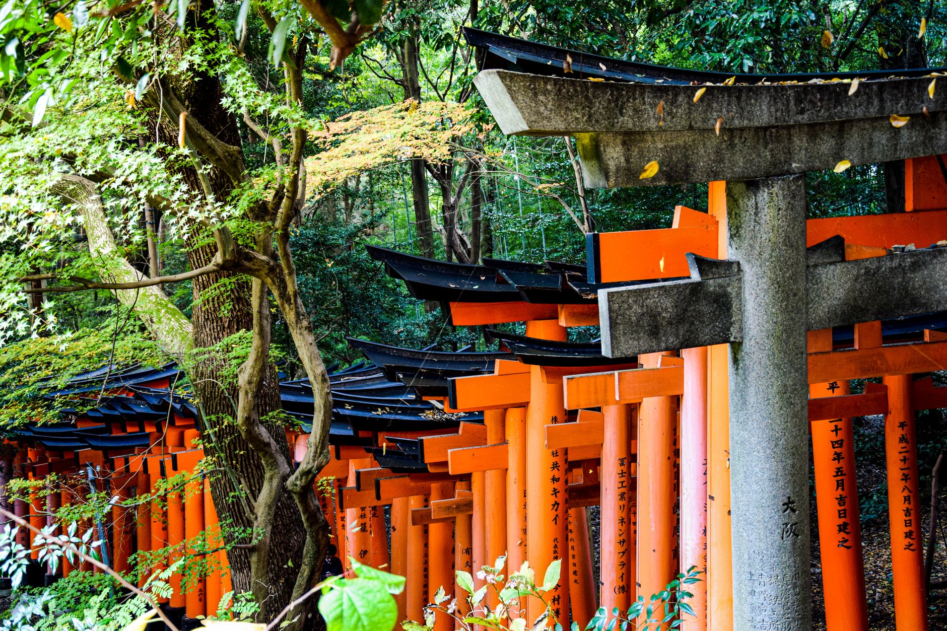 A traditional Japanese Shinto shrine surrounded by nature, reflecting the mythology and world-building at the heart of the Okami franchise