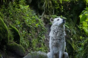 Capcom’s Okami Sequel Silence Is Sending Fans Back to Okamiden A wolf silhouette against a dramatic sky, evoking the visual style of Capcom's Okami franchise