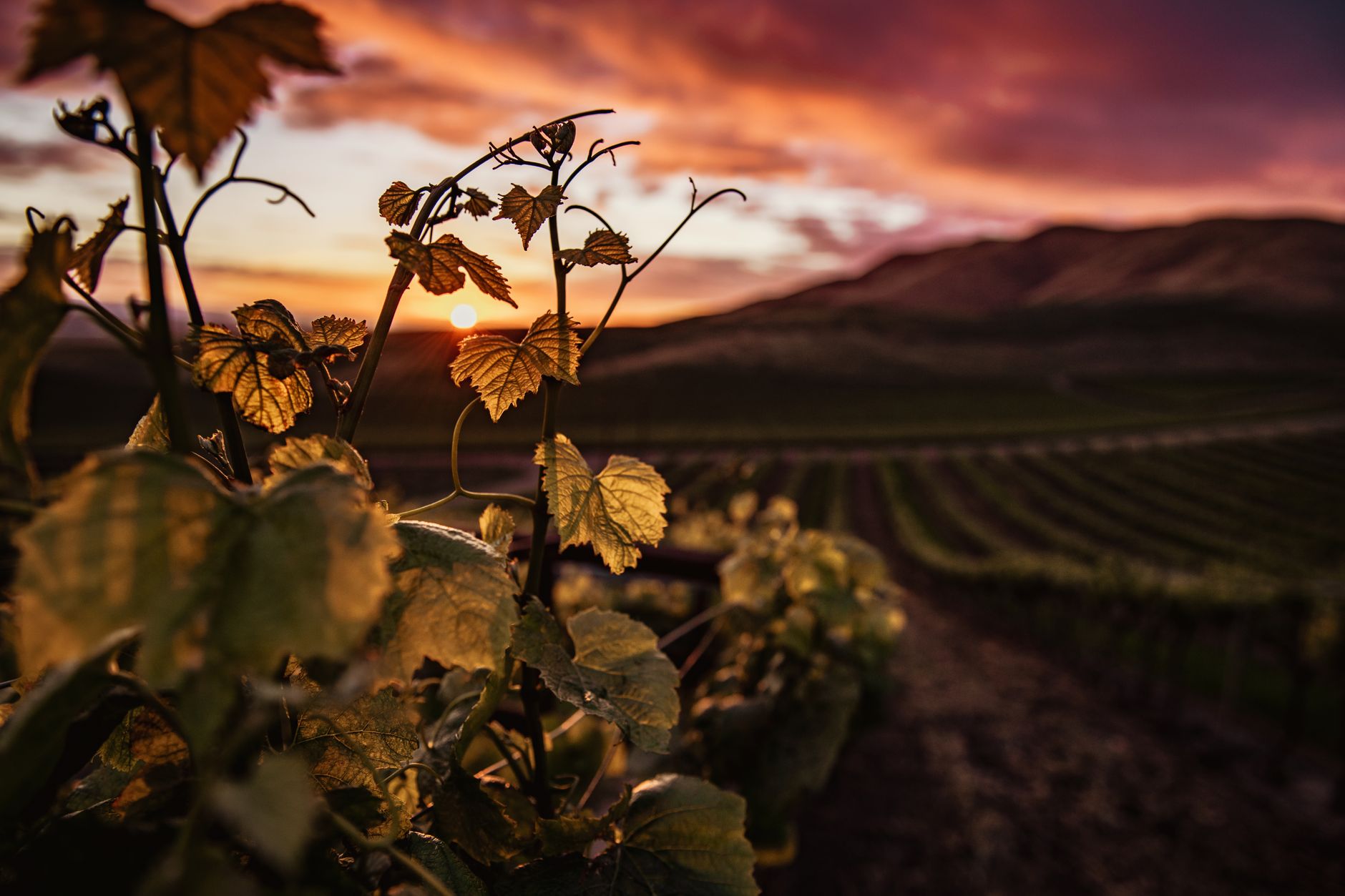A scenic vineyard bathed in golden sunset light, reminiscent of Toussaint in Blood and Wine